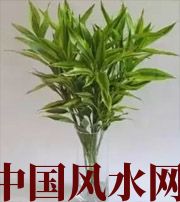 临沧十二生肖养什么植物最旺财运？你知道吗！